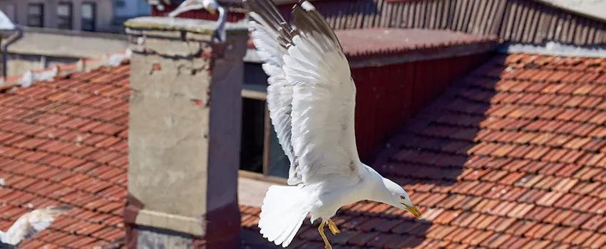 Residential Chimney Animal Removal Solution in Burbank, CA